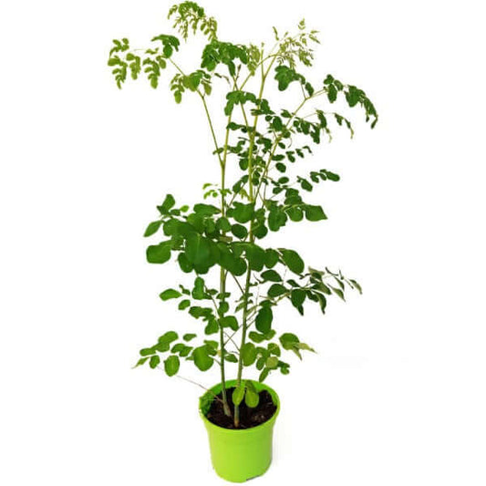 Moringa Oleifera, Drum Stick