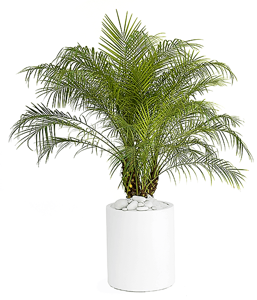Phoenix Roebelenii, Miniature Date Palm, Dwarf Pygmy Date palm