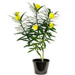 Yellow Oleander, Thevetia Peruviana, Cascabela Thevetia