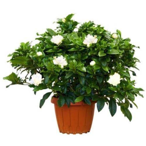 Gardenia Jasminoides, Cape Jasmine, Outdoor
