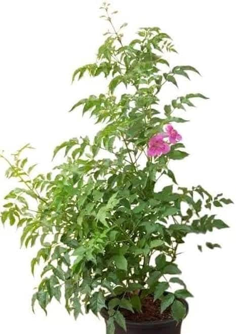 ADITYA GREEN PLANTS AGP Tecoma