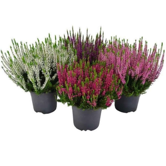 Calluna Vulgaris, Summer Heather Plant
