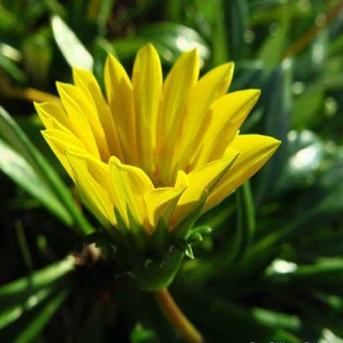 Gazania Uniflora, Treasure Flower (small)
