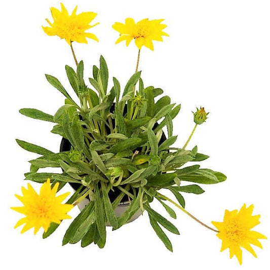 Gazania Uniflora, Treasure Flower (small)