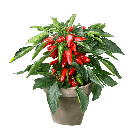Hot Chili Plant