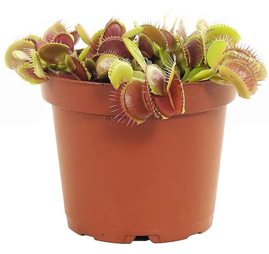 Venus Flytrap Plant - Dionaea Muscipula