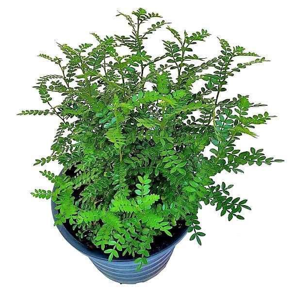 Zanthoxylum Odorum, Lemon Pepper Plant