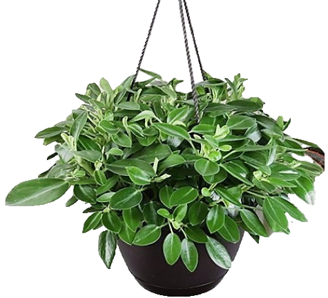 Green Leaf Peperomia Plant - Peperomia Angulate