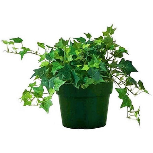 Hedera helix, English Ivy Plant