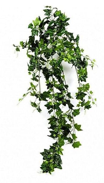 Hedera helix, English Ivy Plant