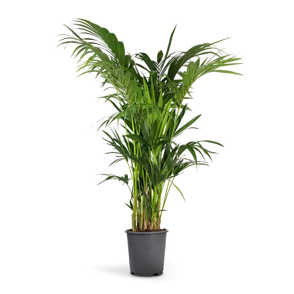 Kentia Palm, Thatch Palm, Howea forsteriana Plant