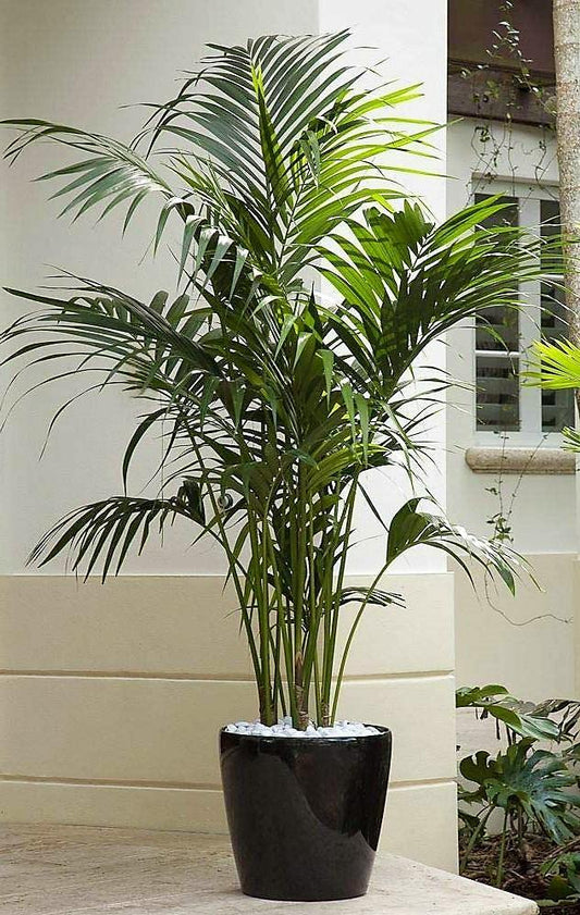 Kentia Palm, Thatch Palm, Howea forsteriana Plant
