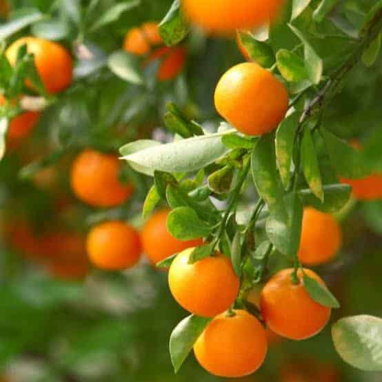 Mandarin orange Plant