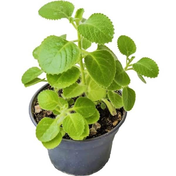 Oregano Cuban, Mexican mint
