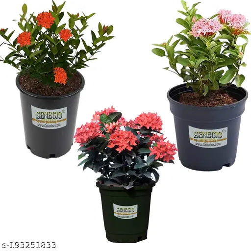 Ixora Coccinea 0.25-0.3m