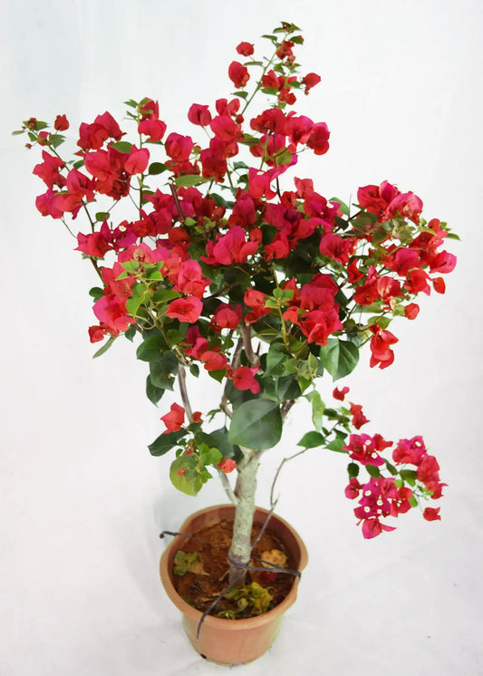Bougainvillea All colour