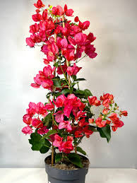 Bougainvillea All colour