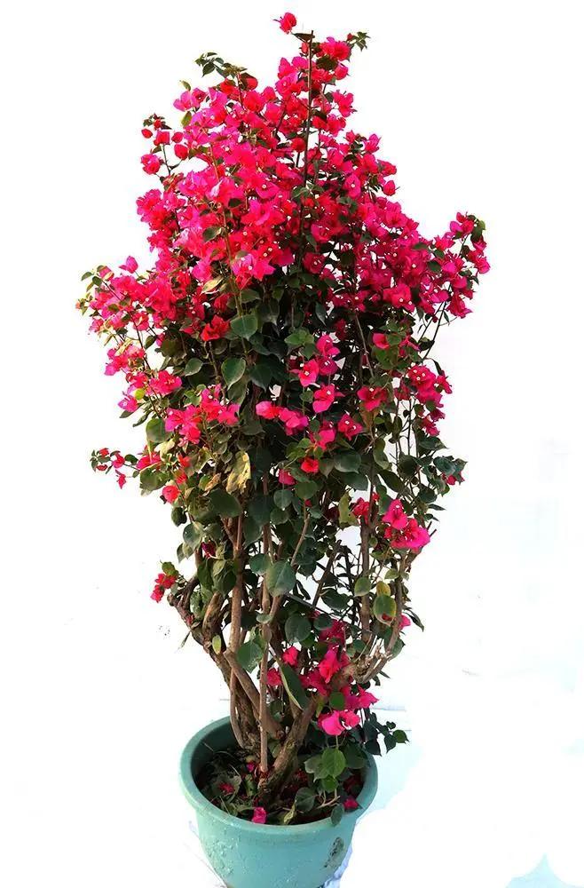 Bougainvillea All colour