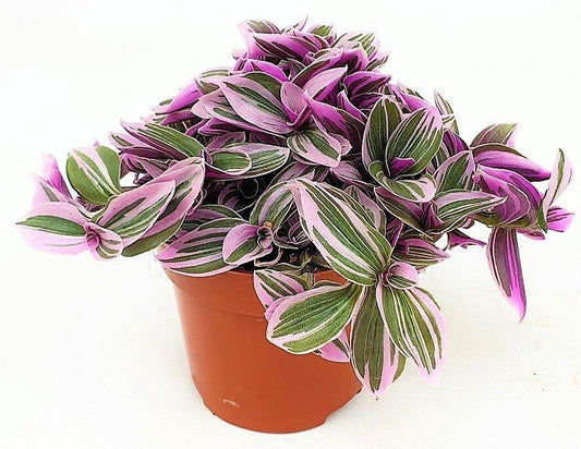 Fantasy Venice, Tradescantia Nanouk Plant