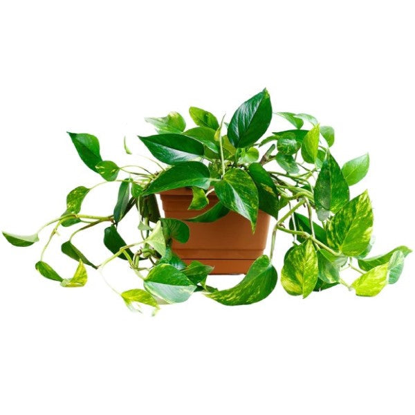 Money Plant “Epipremnum aureum”Hanging