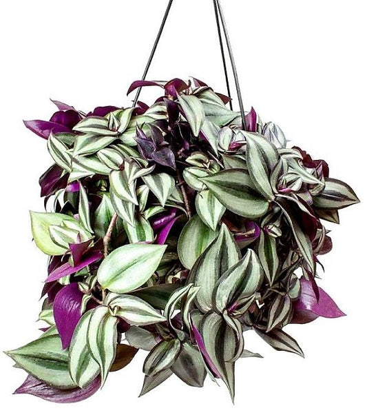 Tradescantia zebrina or Wandering Jew “Hanging”