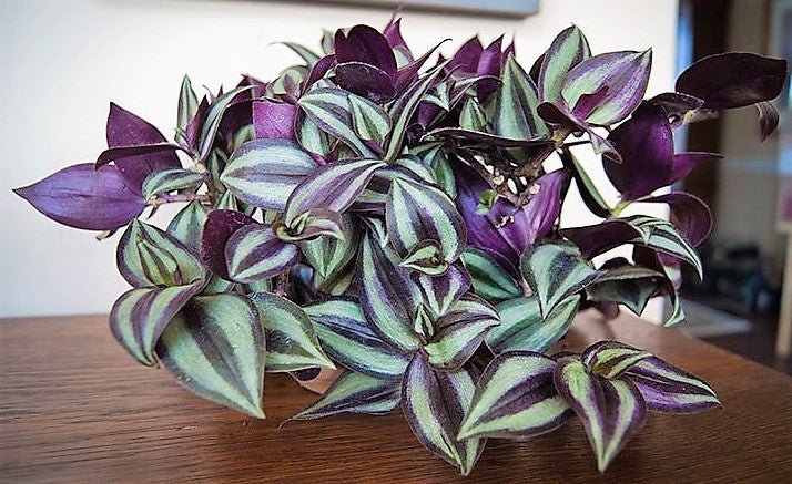 Tradescantia zebrina or Wandering Jew “Hanging”