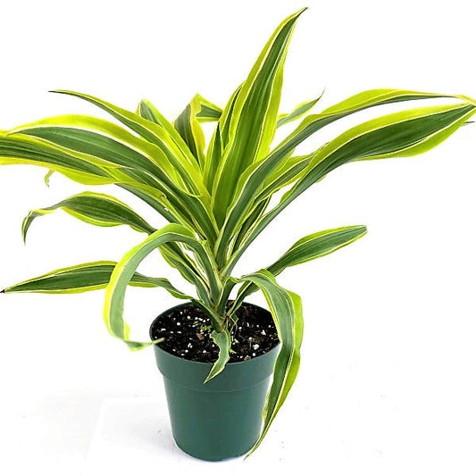 Dracaena Deremensis, Warneckii small Plant