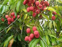 Lychee Plant