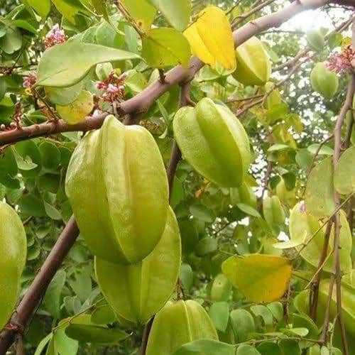 Star Fruit Plant