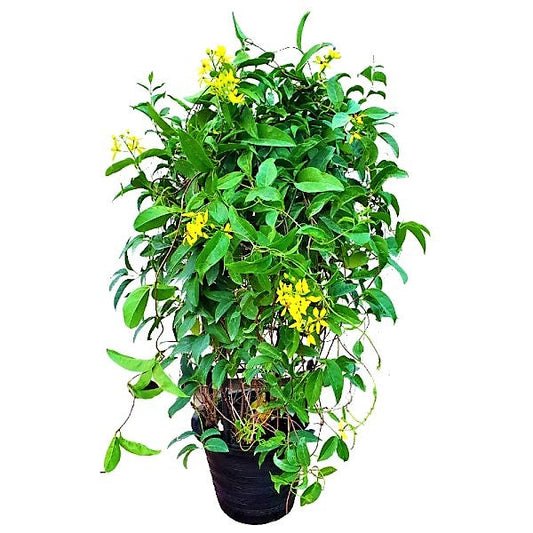 Tristellateia australasiae, Shower of Gold Climbe