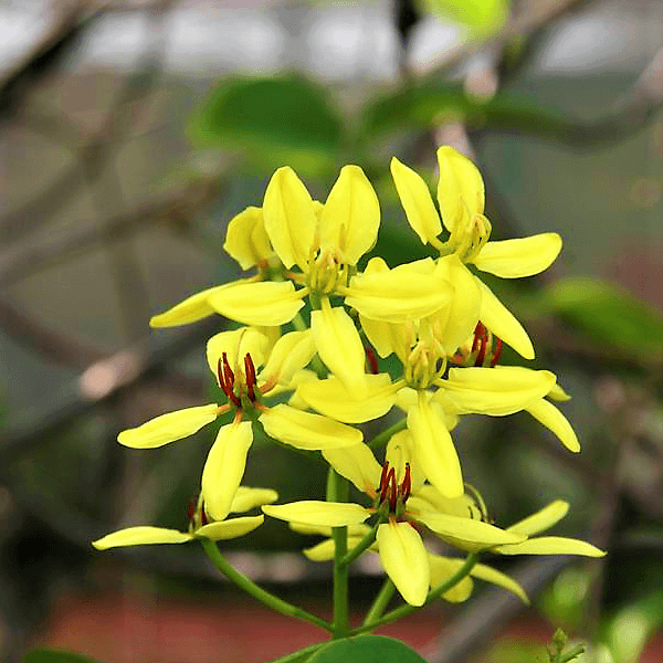 Tristellateia australasiae, Shower of Gold Climbe