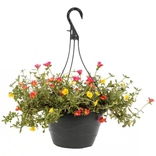moss rose hanging plant Rose Moss, Portulaca Grandiflora – My Green Resort
