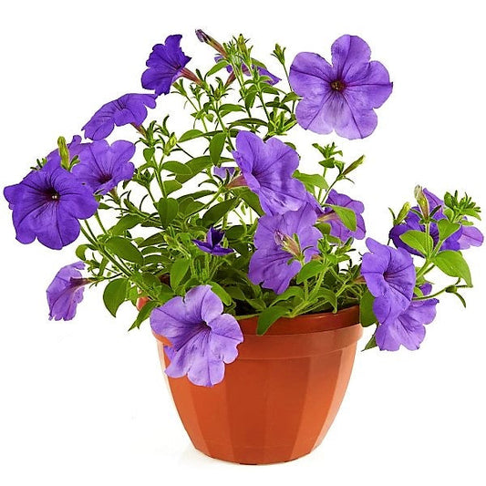 Ruellia Ciliosa, Wild Petunia (small)