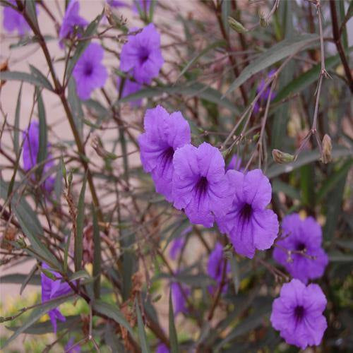 Ruellia Ciliosa, Wild Petunia (small)