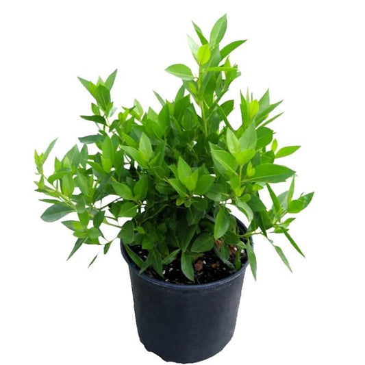 Damas tree, Conocarpus erectus