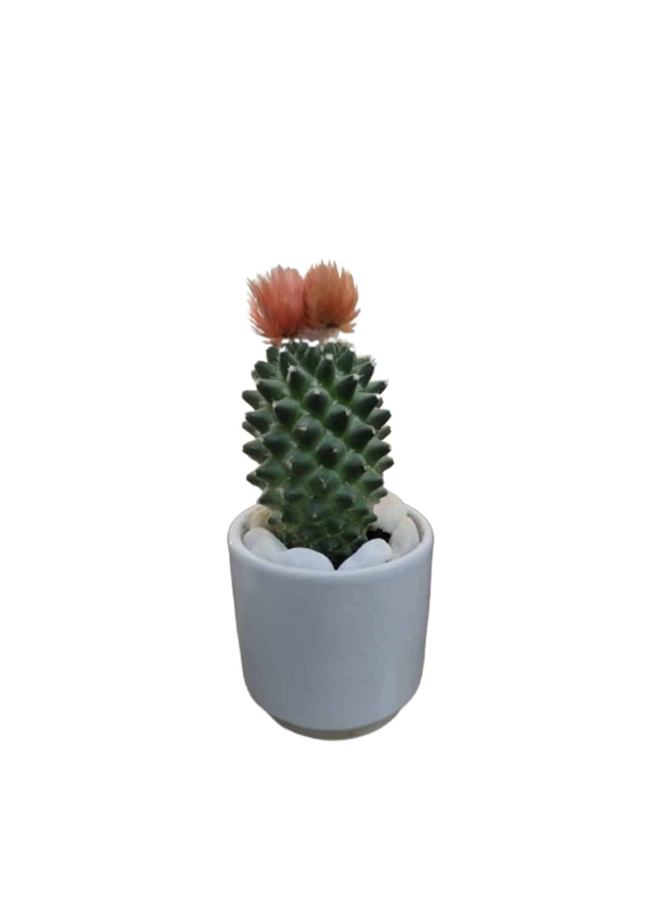 Mini Cactus with white ceramic pot and pabbel 15cm/20cm