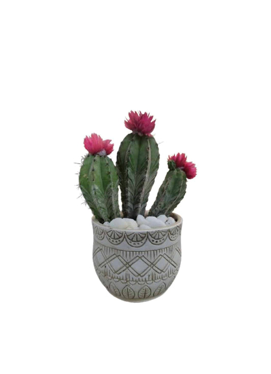 Mini Cactus with white ceramic pot and pabbel 15cm/20cm