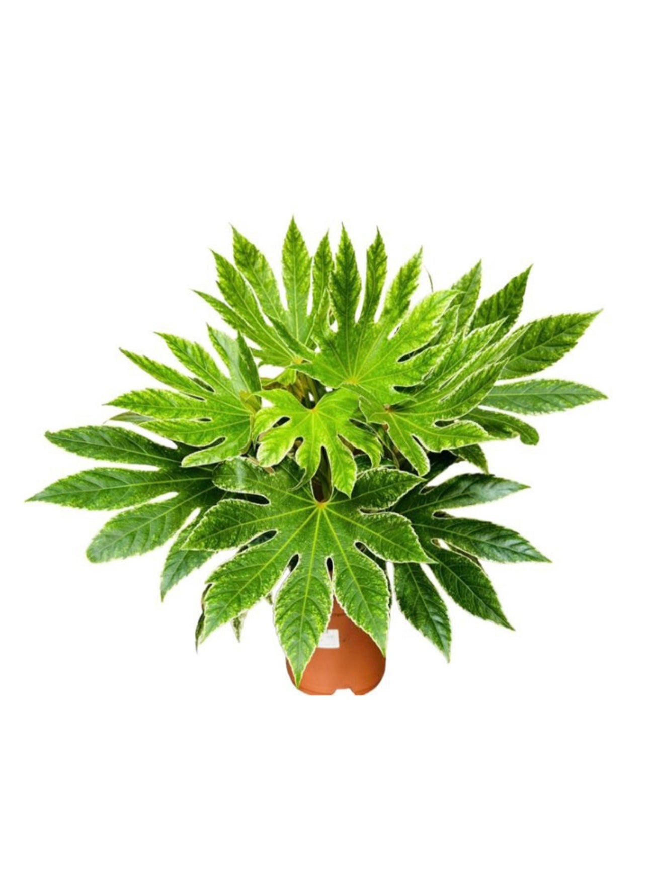 Fatsia Japonica Variegata