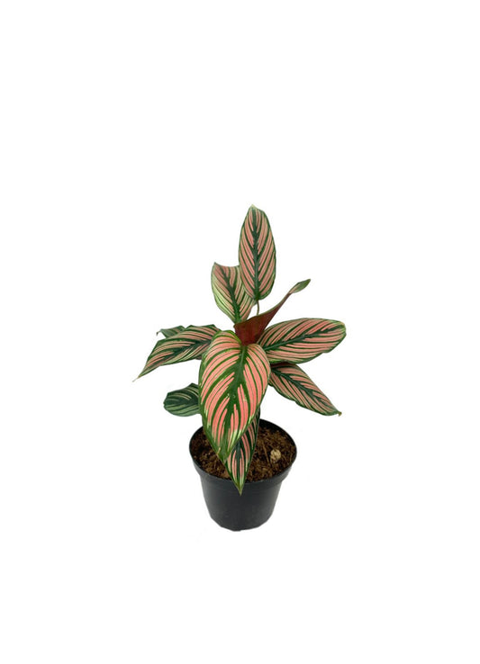 Calathea White Star