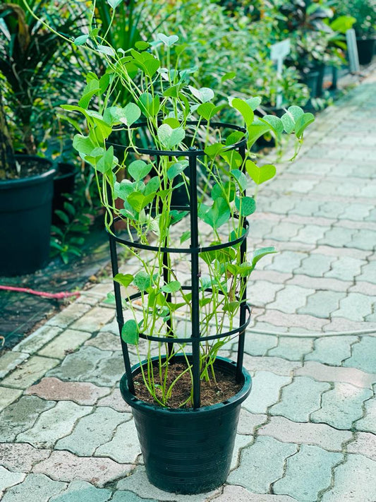 Potato Vine | Ipomoea batatas