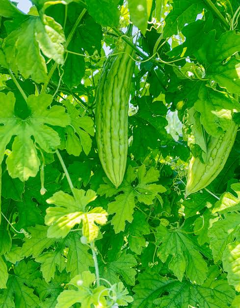 Bitter Gourd Plant | Bitter melon | Momordica charantia | Vegetable
