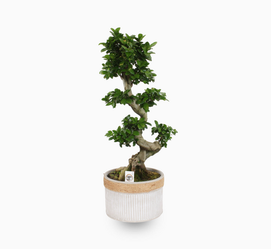Ficus S Bonsai