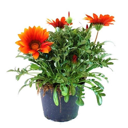 Gazania Flowering Plants