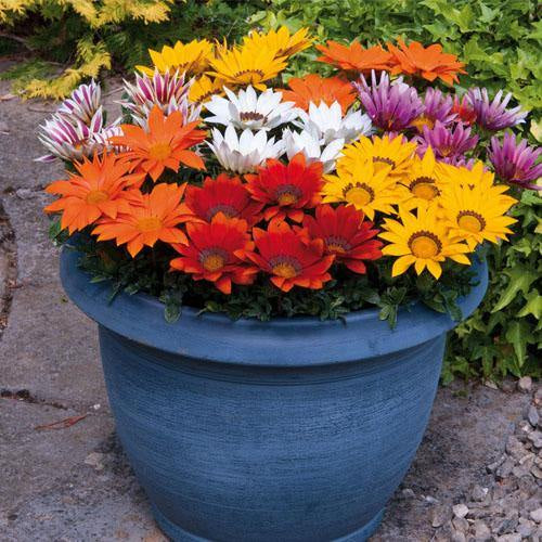 Gazania Flowering Plants