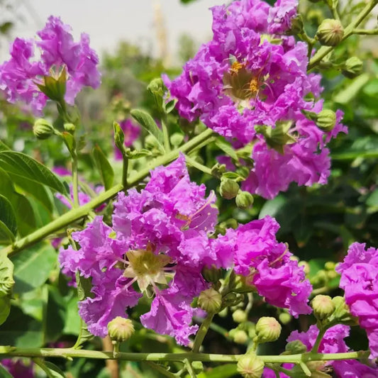 lagerstroemia indica