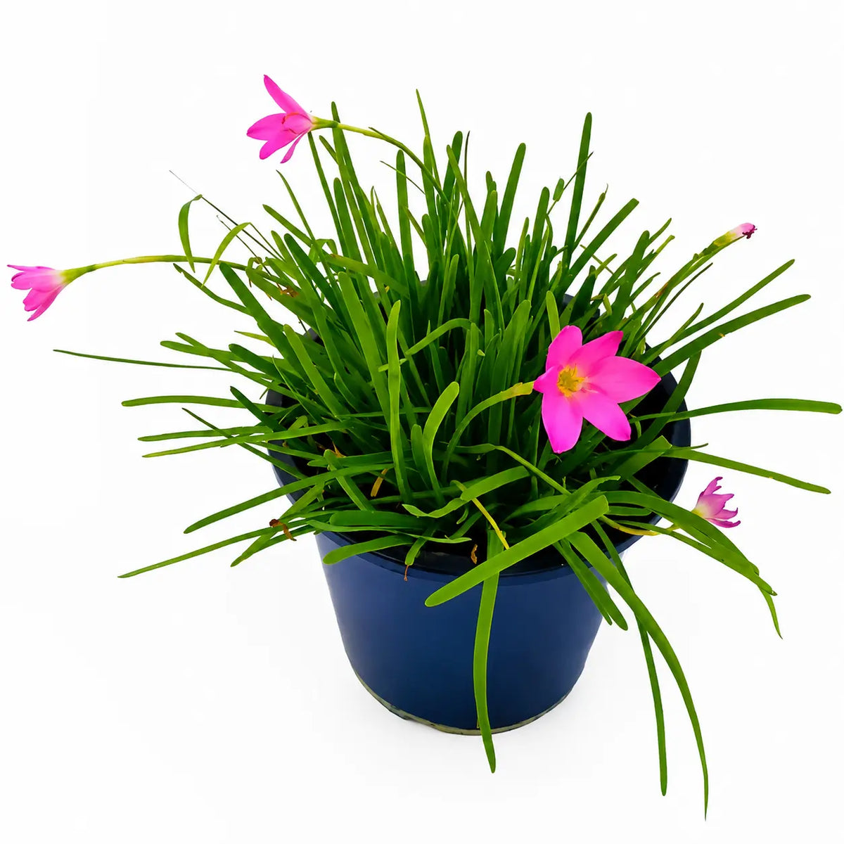 Rain Lily, Zephyr Lily, Zephyranthes Grandiflora, Lilly