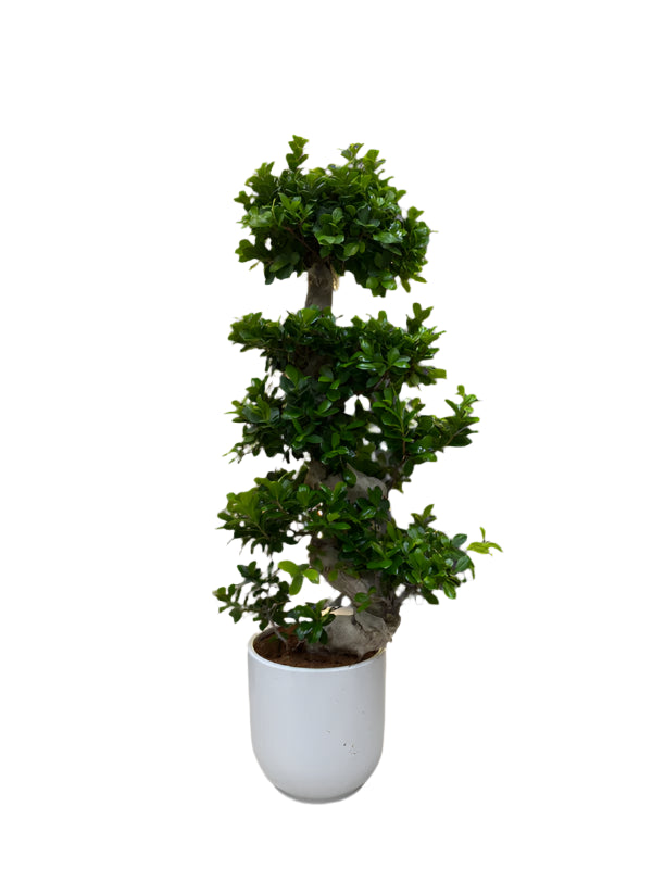 Tall Bonsai Tree in Premium Pot (130–150cm)
