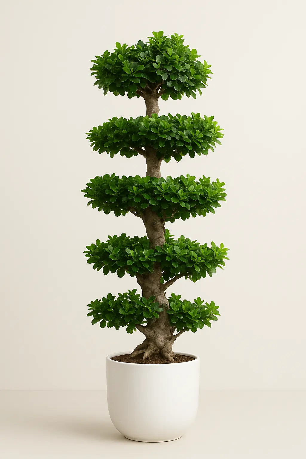 Tall Bonsai Tree in Premium Pot (130–150cm)