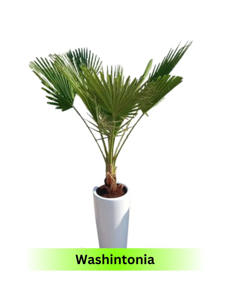 199 Washintonia Big In Long Pot PROMO