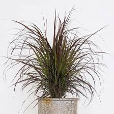 Pennisetum Rubrum, Purple Fountain Grass, African Fountain Grass, Tender Fountain Grass